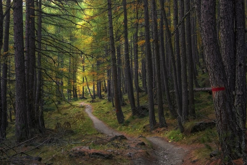 Magical Pathway